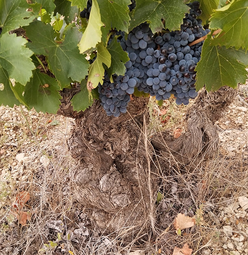 Viñedo